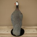 Fagiana Pollo Preparato in perla Preparato intero Preparato per uccelli Decorazione Libero commercio #.2