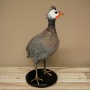 Fagiana Pollo Preparato in perla Preparato intero Preparato per uccelli Decorazione Libero commercio #.2