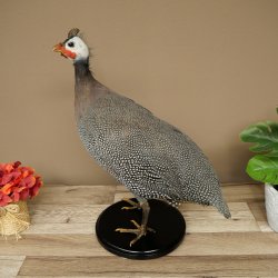 Fagiana Pollo Preparato in perla Preparato intero Preparato per uccelli Decorazione Libero commercio #.2