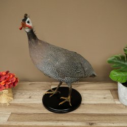 Fagiana Pollo Preparato in perla Preparato intero Preparato per uccelli Decorazione Libero commercio #.2