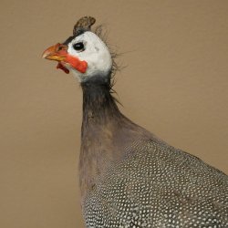 Fagiana Pollo Preparato in perla Preparato intero Preparato per uccelli Decorazione Libero commercio #.2