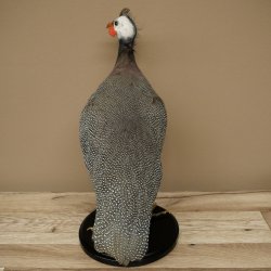 Fagiana Pollo Preparato in perla Preparato intero Preparato per uccelli Decorazione Libero commercio #.2