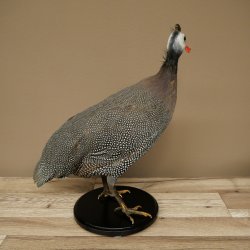 Fagiana Pollo Preparato in perla Preparato intero Preparato per uccelli Decorazione Libero commercio #.2