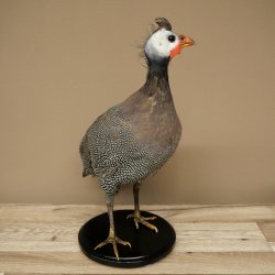 Fagiana Pollo Preparato in perla Preparato intero Preparato per uccelli Decorazione Libero commercio #.2