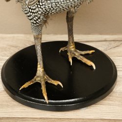 Fagiana Pollo Preparato in perla Preparato intero Preparato per uccelli Decorazione Libero commercio #.2