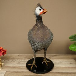 Fagiana Pollo Preparato in perla Preparato intero Preparato per uccelli Decorazione Libero commercio #.2