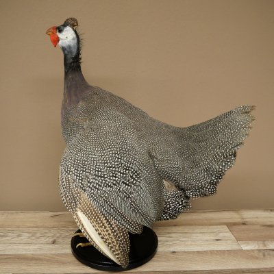 Parelhoen Kip Parelpreparaat Geheel preparaat geprepareerd Vogel Decoratie vrij verkrijgbaar #.3