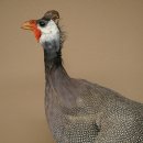 Parelhoen Kip Parelpreparaat Geheel preparaat geprepareerd Vogel Decoratie vrij verkrijgbaar #.3