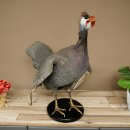 Parelhoen Kip Parelpreparaat Geheel preparaat geprepareerd Vogel Decoratie vrij verkrijgbaar #.3