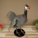 Parelhoen Kip Parelpreparaat Geheel preparaat geprepareerd Vogel Decoratie vrij verkrijgbaar #.3