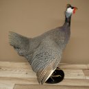 Parelhoen Kip Parelpreparaat Geheel preparaat geprepareerd Vogel Decoratie vrij verkrijgbaar #.3