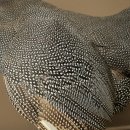 Parelhoen Kip Parelpreparaat Geheel preparaat geprepareerd Vogel Decoratie vrij verkrijgbaar #.3