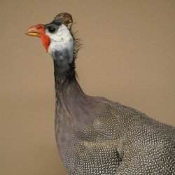 Parelhoen Kip Parelpreparaat Geheel preparaat geprepareerd Vogel Decoratie vrij verkrijgbaar #.3