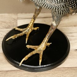 Parelhoen Kip Parelpreparaat Geheel preparaat geprepareerd Vogel Decoratie vrij verkrijgbaar #.3