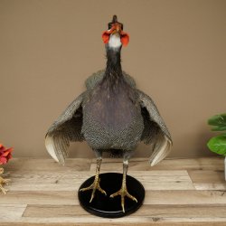 Parelhoen Kip Parelpreparaat Geheel preparaat geprepareerd Vogel Decoratie vrij verkrijgbaar #.3