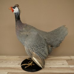 Parelhoen Kip Parelpreparaat Geheel preparaat geprepareerd Vogel Decoratie vrij verkrijgbaar #.3