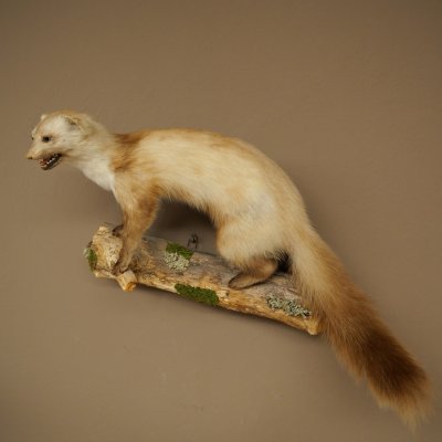 Martre des pins Martre sur branche Préparation Décoration Hauteur 53 m Préparation animale 89.5.231