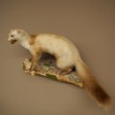 Martre des pins Martre sur branche Préparation Décoration Hauteur 53 m Préparation animale 89.5.231