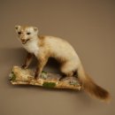 Martre des pins Martre sur branche Préparation Décoration Hauteur 53 m Préparation animale 89.5.231