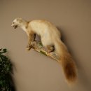 Martre des pins Martre sur branche Préparation Décoration Hauteur 53 m Préparation animale 89.5.231