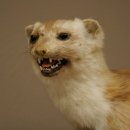 Martre des pins Martre sur branche Préparation Décoration Hauteur 53 m Préparation animale 89.5.231