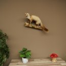 Martre des pins Martre sur branche Préparation Décoration Hauteur 53 m Préparation animale 89.5.231