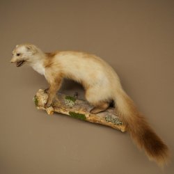 Martre des pins Martre sur branche Préparation Décoration Hauteur 53 m Préparation animale 89.5.231