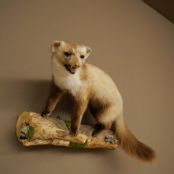 Martre des pins Martre sur branche Préparation Décoration Hauteur 53 m Préparation animale 89.5.231