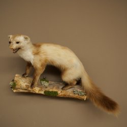 Martre des pins Martre sur branche Préparation Décoration Hauteur 53 m Préparation animale 89.5.231