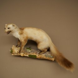 Martre des pins Martre sur branche Préparation Décoration Hauteur 53 m Préparation animale 89.5.231