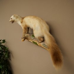 Martre des pins Martre sur branche Préparation Décoration Hauteur 53 m Préparation animale 89.5.231