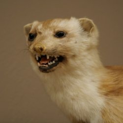 Martre des pins Martre sur branche Préparation Décoration Hauteur 53 m Préparation animale 89.5.231