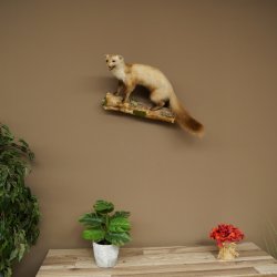 Martre des pins Martre sur branche Préparation Décoration Hauteur 53 m Préparation animale 89.5.231