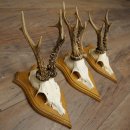 Cuernos de corzo, 6 piezas, corzos machos, corzo macho, cuernos de corzo, juego sobre placas de trofeo 21.475