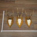 Cuernos de corzo, 6 piezas, corzos machos, corzo macho, cuernos de corzo, juego sobre placas de trofeo 21.475