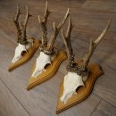 Cuernos de corzo, 6 piezas, corzos machos, corzo macho, cuernos de corzo, juego sobre placas de trofeo 21.475