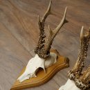 Cuernos de corzo, 6 piezas, corzos machos, corzo macho, cuernos de corzo, juego sobre placas de trofeo 21.475