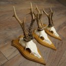 Cuernos de corzo, 6 piezas, corzos machos, corzo macho, cuernos de corzo, juego sobre placas de trofeo 21.475