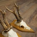 Cuernos de corzo, 6 piezas, corzos machos, corzo macho, cuernos de corzo, juego sobre placas de trofeo 21.475