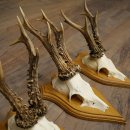 Cuernos de corzo, 6 piezas, corzos machos, corzo macho, cuernos de corzo, juego sobre placas de trofeo 21.475