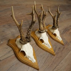 Cuernos de corzo, 6 piezas, corzos machos, corzo macho, cuernos de corzo, juego sobre placas de trofeo 21.475