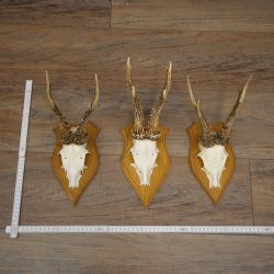 Cuernos de corzo, 6 piezas, corzos machos, corzo macho, cuernos de corzo, juego sobre placas de trofeo 21.475