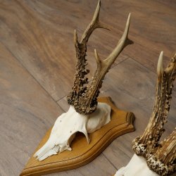 Cuernos de corzo, 6 piezas, corzos machos, corzo macho, cuernos de corzo, juego sobre placas de trofeo 21.475