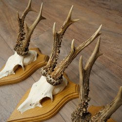 Cuernos de corzo, 6 piezas, corzos machos, corzo macho, cuernos de corzo, juego sobre placas de trofeo 21.475