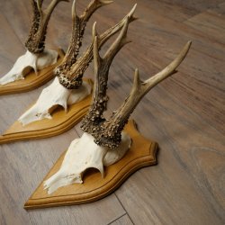 Cuernos de corzo, 6 piezas, corzos machos, corzo macho, cuernos de corzo, juego sobre placas de trofeo 21.475