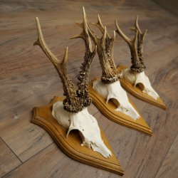 Cuernos de corzo, 6 piezas, corzos machos, corzo macho, cuernos de corzo, juego sobre placas de trofeo 21.475