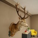Red deer odd 12-pointer head shoulder red deer head specimen height 108 cm deer head