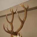 Red deer odd 12-pointer head shoulder red deer head specimen height 108 cm deer head