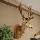 Red deer odd 12-pointer head shoulder red deer head specimen height 108 cm deer head