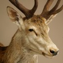 Red deer odd 12-pointer head shoulder red deer head specimen height 108 cm deer head